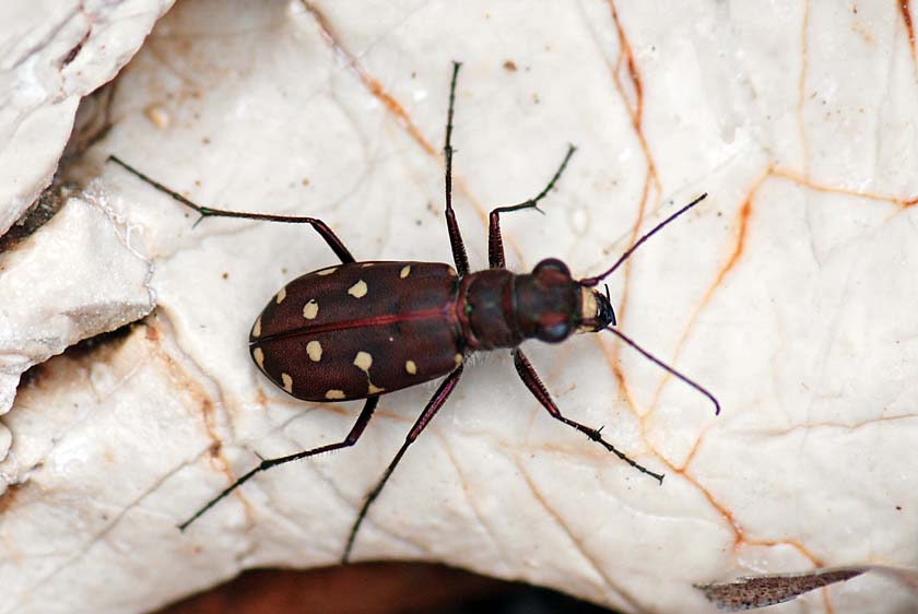 Chi sono ? Calomera littoralis nemoralis